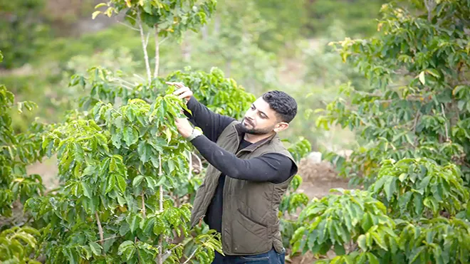 مزارع قهوة يمني بتفقد محاصيله